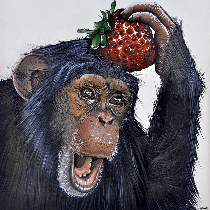 Pintura hiperrealista. Cuadrada. Hay un chimpancé con la boca abierta mirando hacia la parte derecha del cuadro. Tiene una fresa del tamaño de su cabeza en su mano izquierda y la tiene encima de su cabeza.